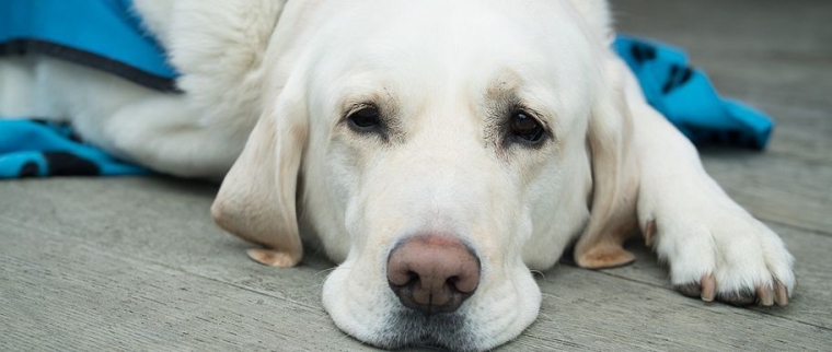 Scanner chez le chien